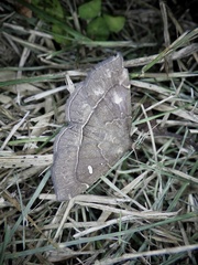 Cidariplura gladiata