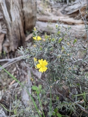 Hibbertia riparia