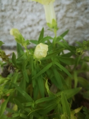 Antirrhinum majus