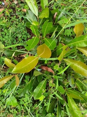 Ixora pavetta