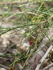 Allocasuarina muelleriana
