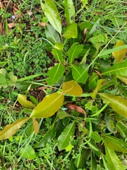 Ixora pavetta