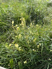Linaria vulgaris