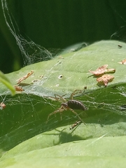 Allagelena gracilens