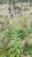 Cirsium nivale