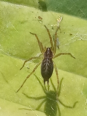 Allagelena gracilens