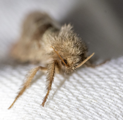 Triodia sylvina