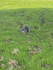 Sciurus carolinensis