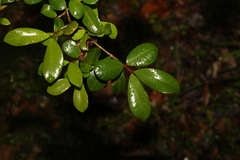 Syzygium australe