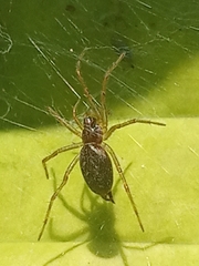 Allagelena gracilens