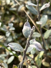 Salix repens