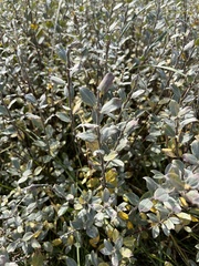 Salix repens