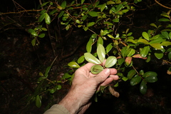 Syzygium australe