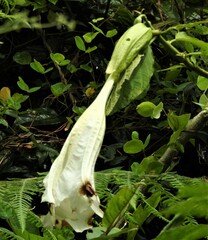 Brugmansia suaveolens