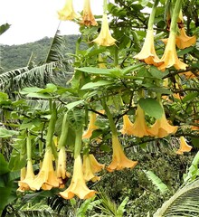 Brugmansia suaveolens