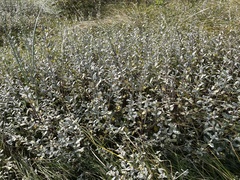 Salix repens