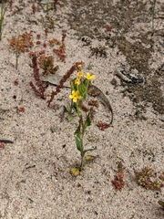 Zaluzianskya divaricata