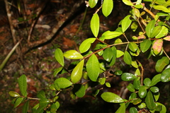 Syzygium australe
