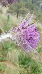 Cirsium nivale