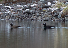 Melanitta stejnegeri