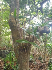 Dendrobium gracilicaule howeanum