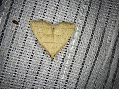 Herminia arenosa