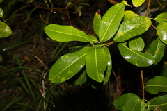 Acronychia imperforata