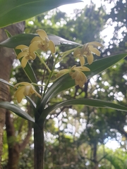 Dendrobium gracilicaule howeanum