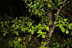 Acronychia imperforata