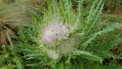 Cirsium nivale