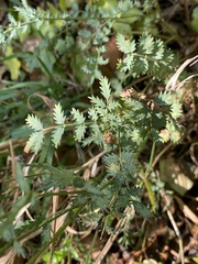 Sanguisorbinae