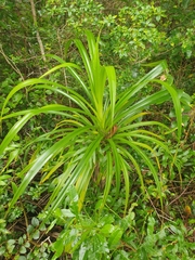 Pandanus forsteri