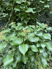 Hedera