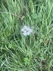 Heracleum sphondylium