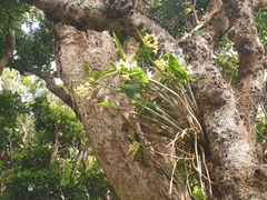 Dendrobium gracilicaule howeanum