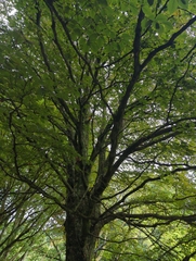 Fagus sylvatica