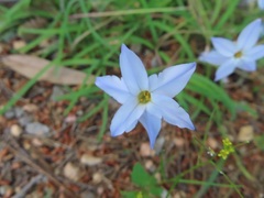 Ipheion