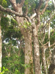Dendrobium gracilicaule howeanum