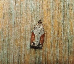 Apoctena orthropis