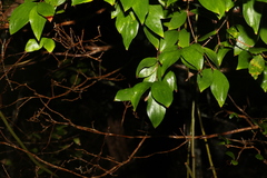 Trochocarpa laurina