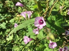 Ipomoea triloba