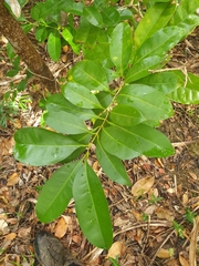 Chionanthus quadristamineus