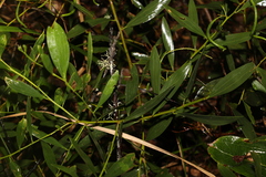 Acacia longifolia sophorae
