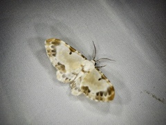 Tyloptera bella bella