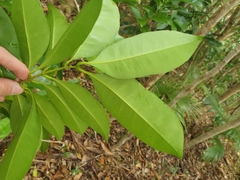 Chionanthus quadristamineus