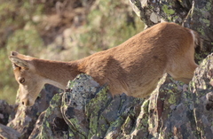 Capra pyrenaica victoriae
