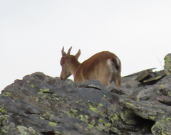 Capra pyrenaica victoriae