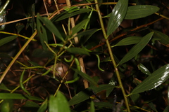 Acacia longifolia sophorae