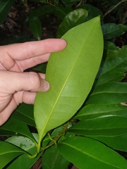 Chionanthus quadristamineus