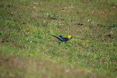 Platycercus adscitus